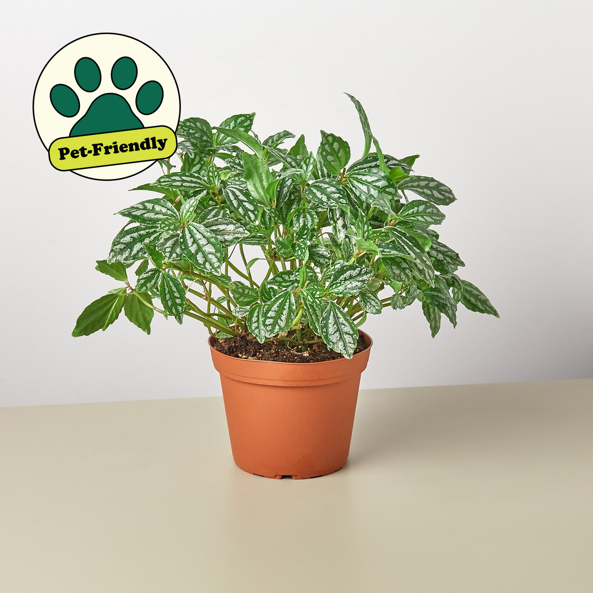 Pilea 'Aluminum' | Indoor Plant | Tropical Plant | Potted Plant | House  Plant Shop