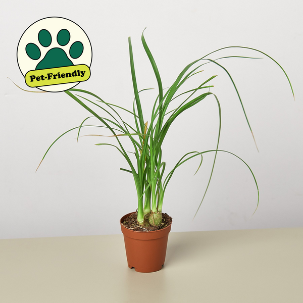night owl snake plant 5in Sansevieria Night Owl Paraso Plant Studio