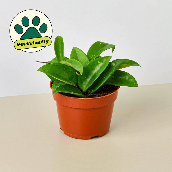 green waxy leaf indoor plant Hoya Carnosa | Indoor Plant | Tropical Plant | Potted Plant