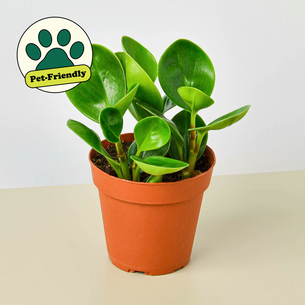 indoor plants thailand Peperomia Thailand