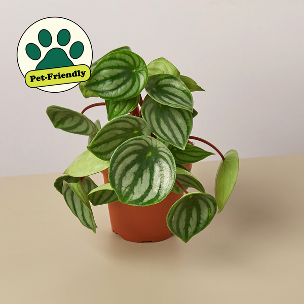 melon indoor plant Peperomia 'Watermelon' | Indoor Plant | Tropical Plant | Potted Plant