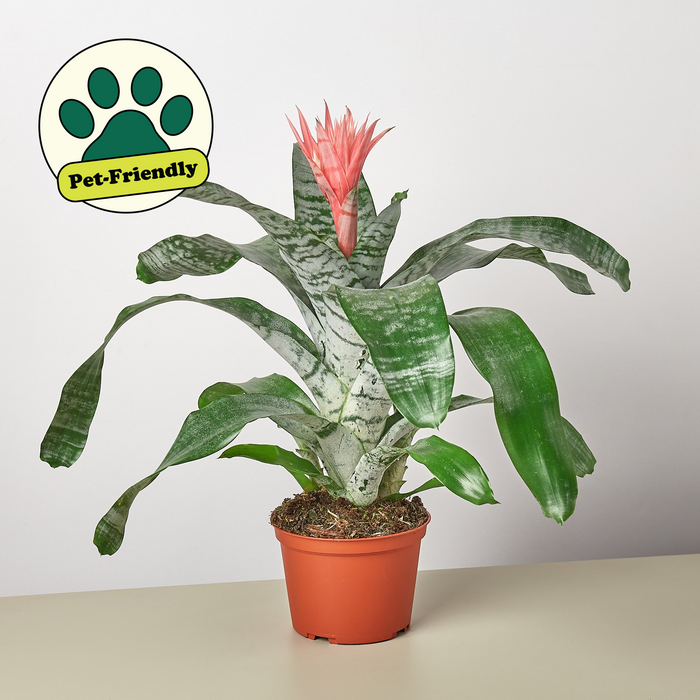 bromeliad indoor tabletop plant Bromeliad 'Silver Vase'