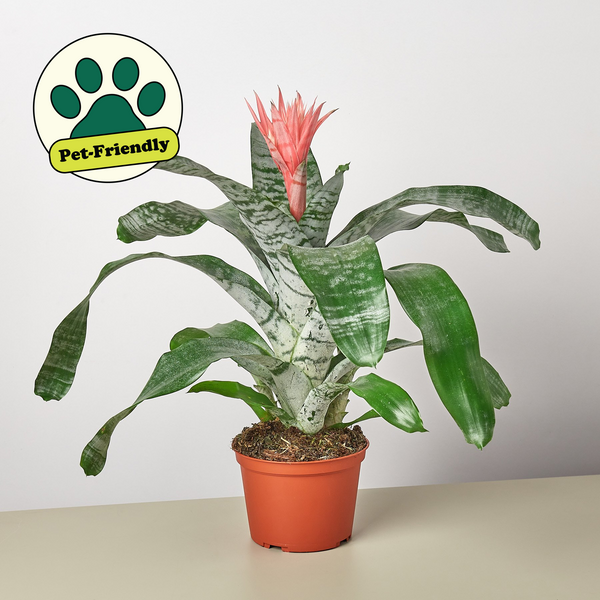 indoor urn plant Bromeliad 'Silver Vase' | Indoor Plant | Tropical Plant | Potted Plant