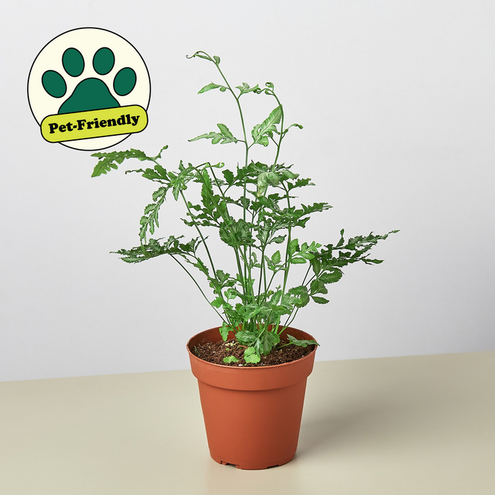lacy house plants Pteris Ensiformis 'Silver Lace' | Indoor Plant | Tropical Plant | Potted Plant