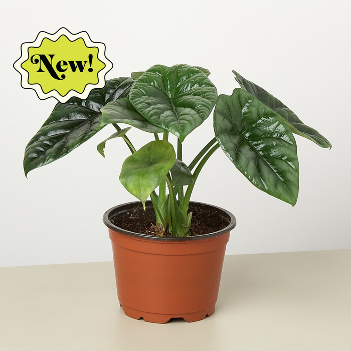 mirror pot plant Alocasia 'Mirror Face'