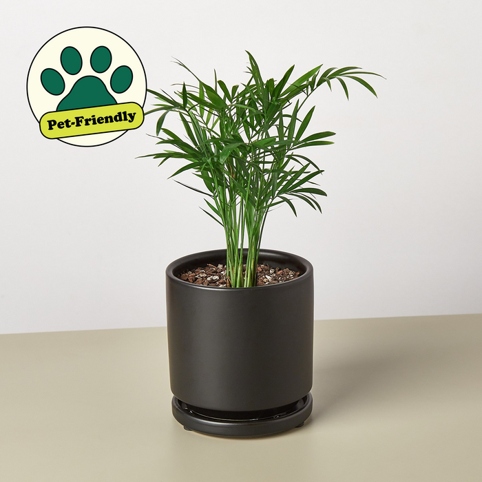 where to buy a parlor palm Parlor Palm