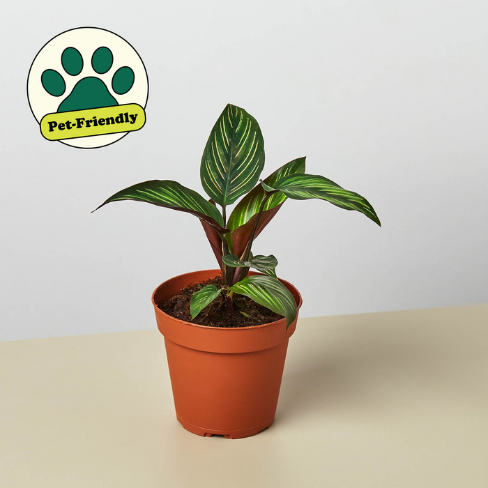 prayer plant beauty star Calathea 'Beauty Star'