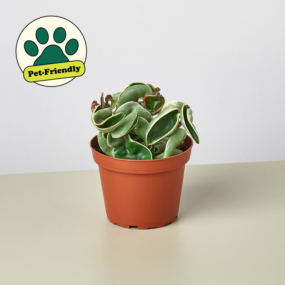 is a hindu rope plant a succulent Hoya 'Rope Plant' Variegated | Indoor Plant | Tropical Plant | Potted Plant