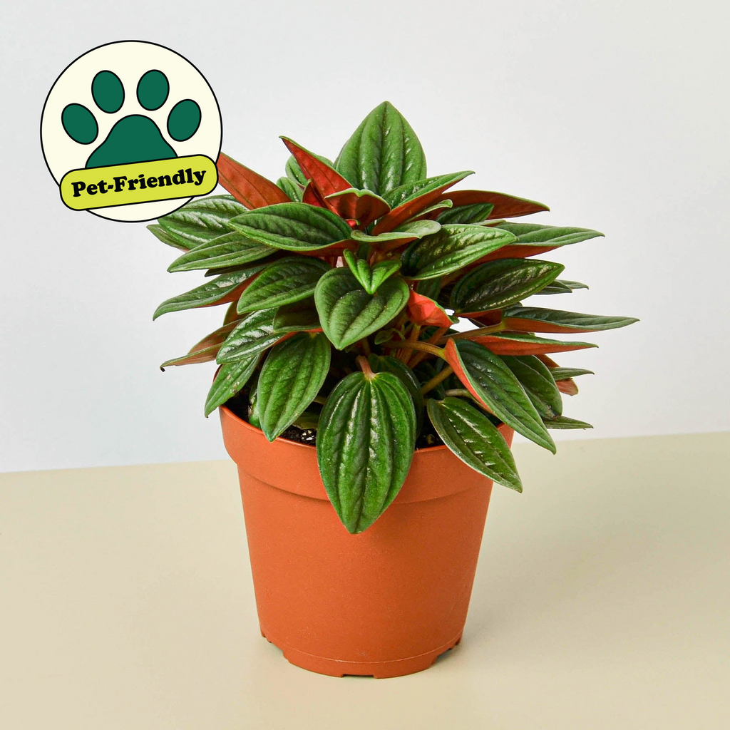 peperomia rosso plant Peperomia 'Rosso' | Indoor Plant | Tropical Plant | Potted Plant