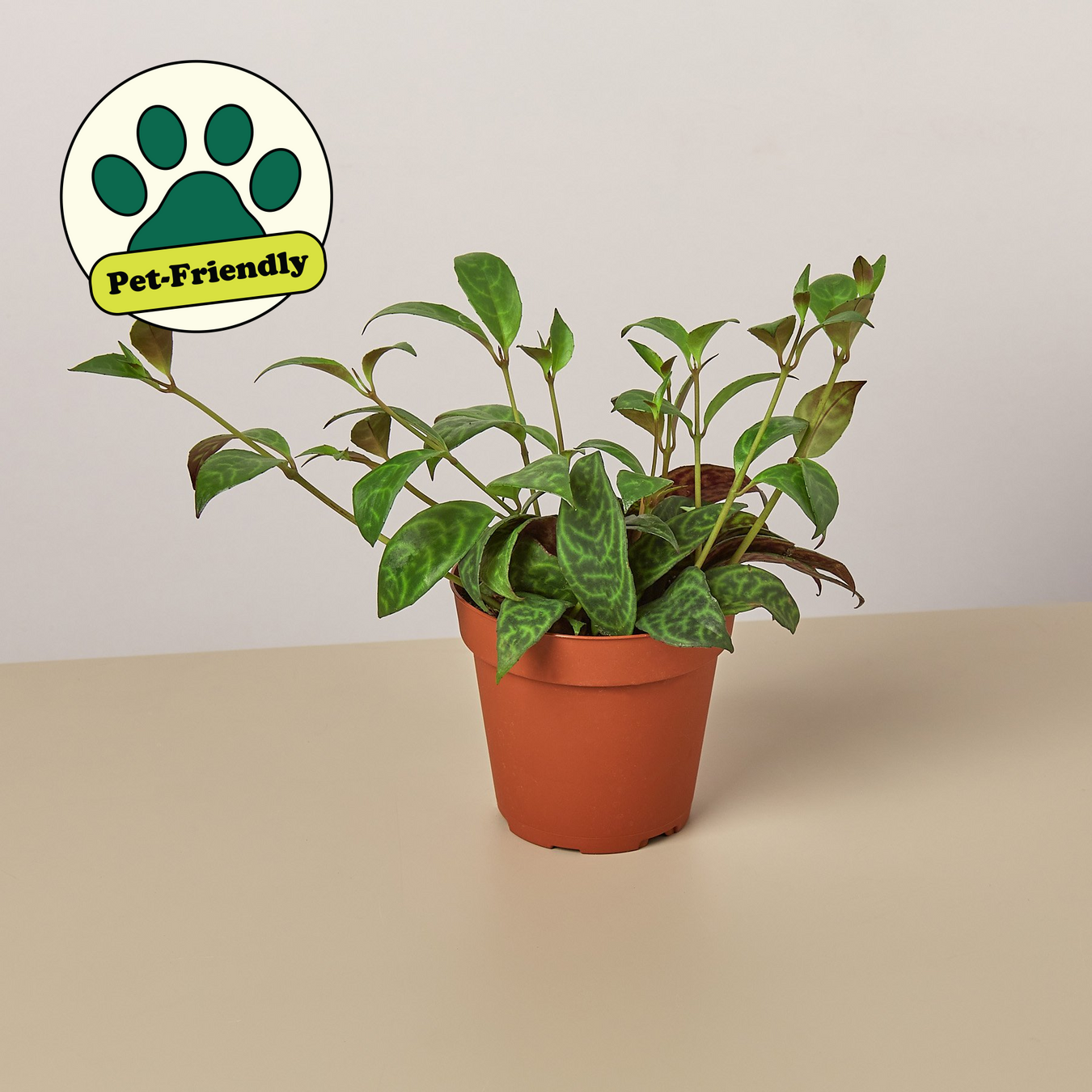 Lipstick Plants