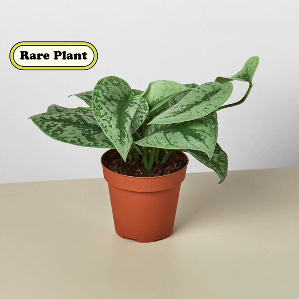 silver splash vs satin pothos Scindapsus Pictus 'Exotica' | Indoor Plant | Tropical Plant | Potted Plant