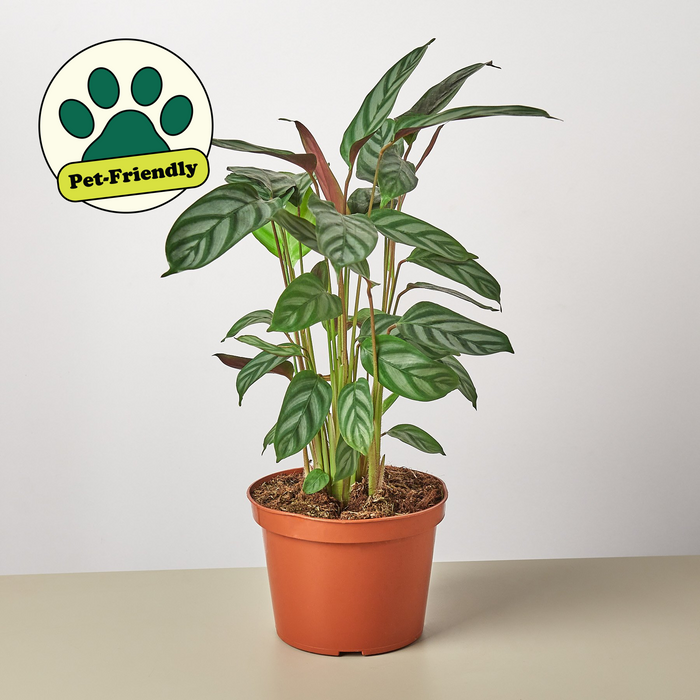 house plants calathea Calathea 'Grey Star' | Indoor Plant | Tropical Plant | Potted Plant