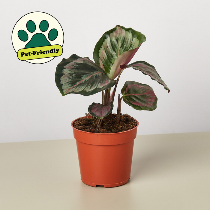 Calathea Roseopicta 'Medallion' II | Indoor Plant | Tropical Plant | Potted Plant