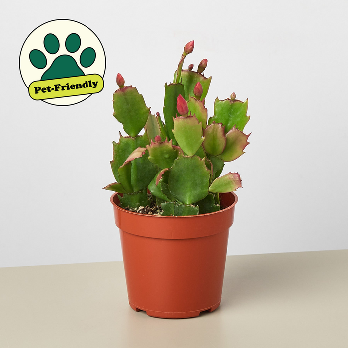 zygo cactus soil Zygocactus 'Christmas Cactus'