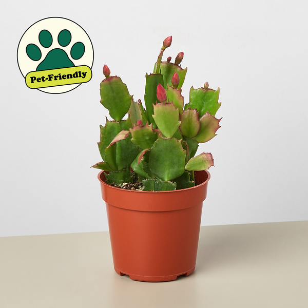 Zygocactus 'Christmas Cactus' | Indoor Plant | Tropical Plant | Potted  Plant