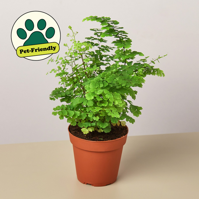 small indoor fern plants Maidenhair Fern | Indoor Plant | Tropical Plant | Potted Plant