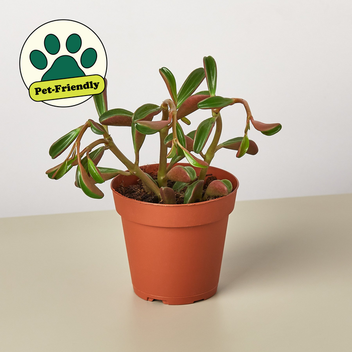 ruby indoor plant Peperomia 'Ruby Glow' | Indoor Plant | Tropical Plant | Potted Plant