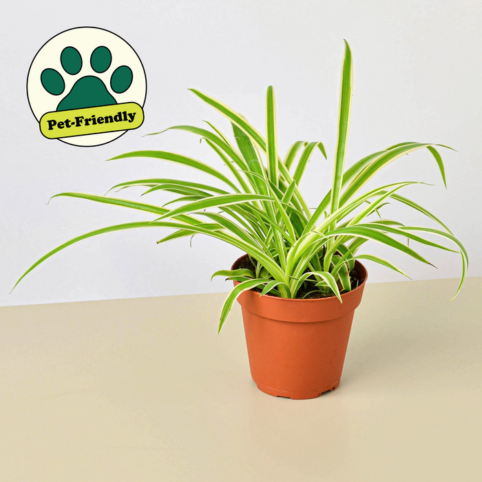 extra large spider plant Plant Paradise Extra Large Bundle | Pre-Made Bundle of Plants | Indoor Plant | Tropical Plant | Potted Plant