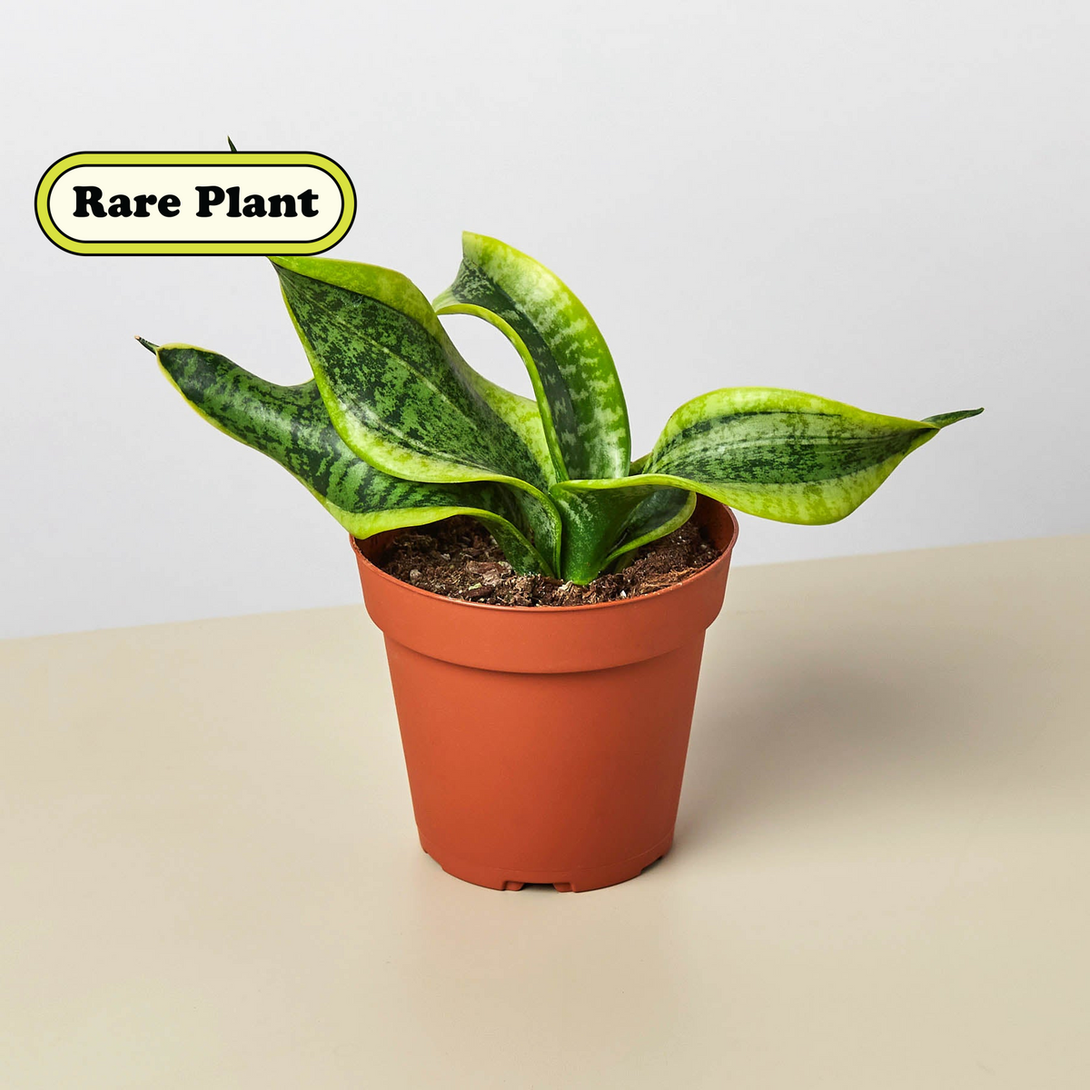 洋書 the splendid sansevieria 洋書 the splendid sansevieria The Splendid Sansevieria