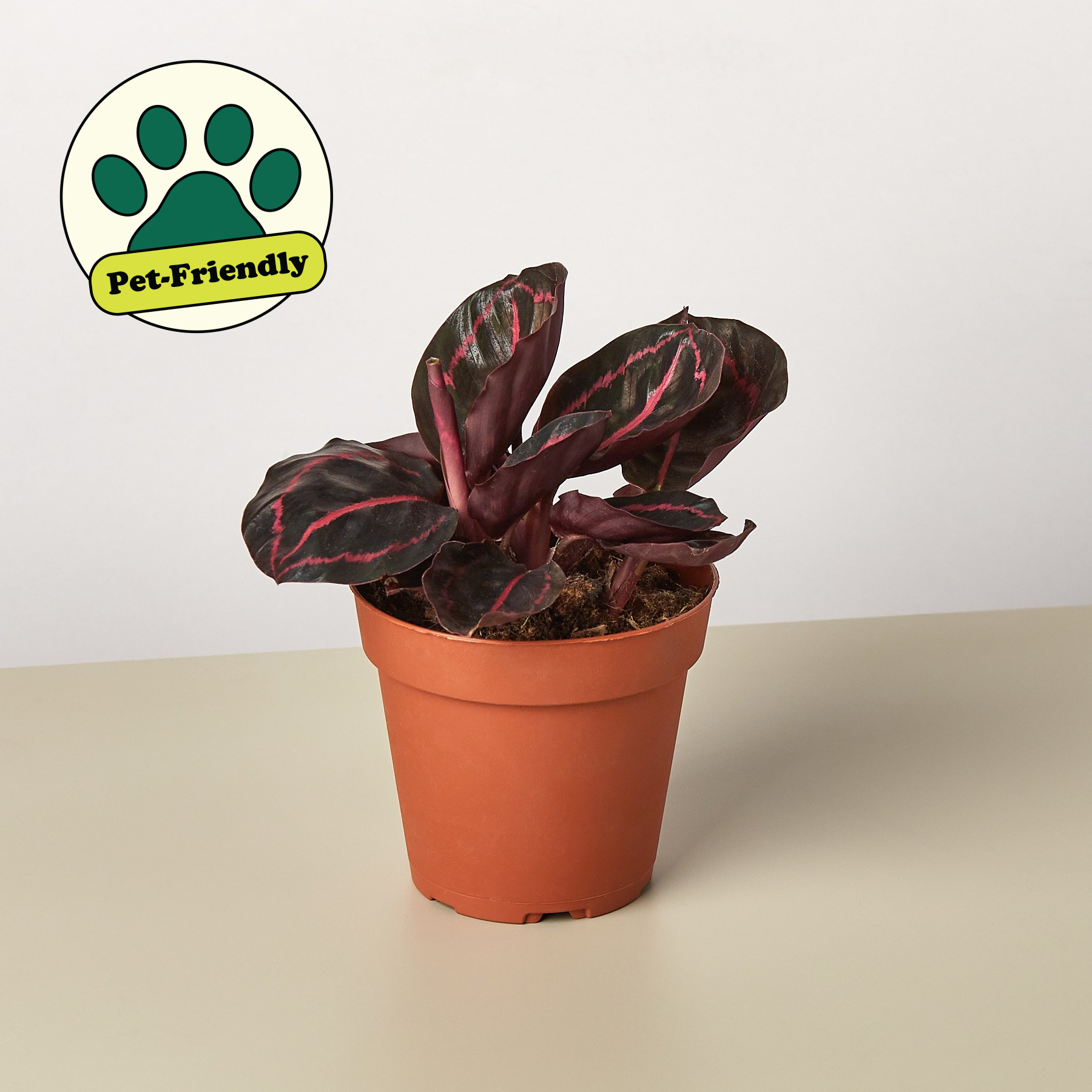 Calathea 'Dottie' - House Plant Shop