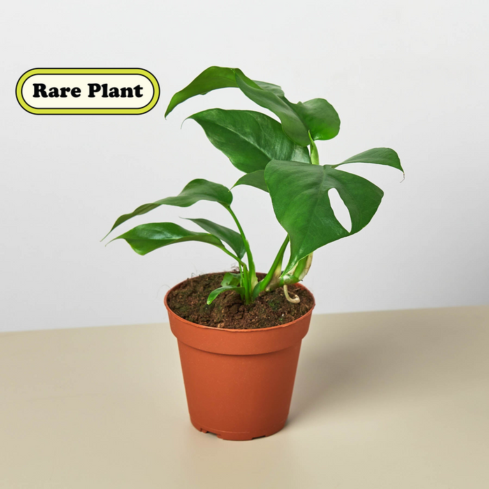 house plant paradise Plant Paradise Large Bundle