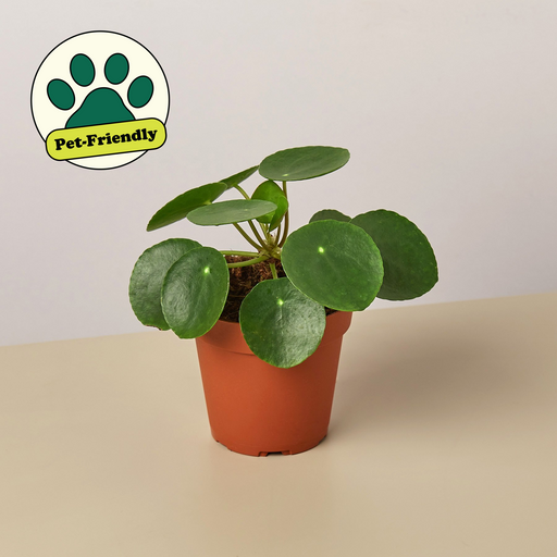 where can i buy a chinese money plant near me Pilea Peperomioides 'Chinese Money' | Indoor Plant | Tropical Plant | Potted Plant