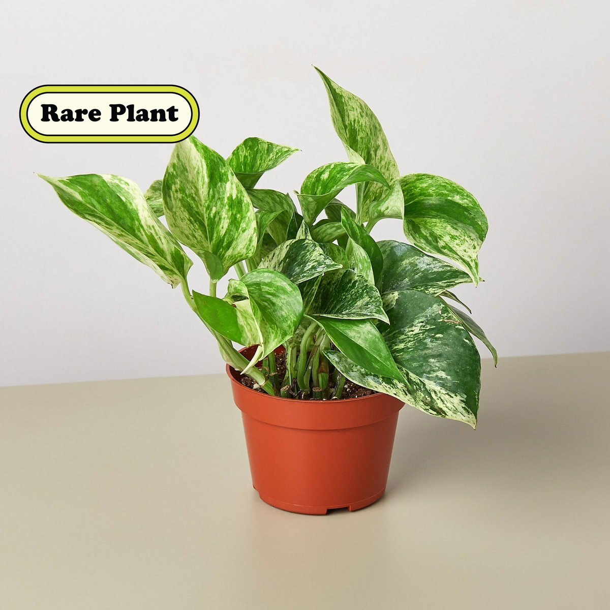 marble queen pothos for sale Pothos 'Marble Queen' | Indoor Plant | Tropical Plant | Potted Plant