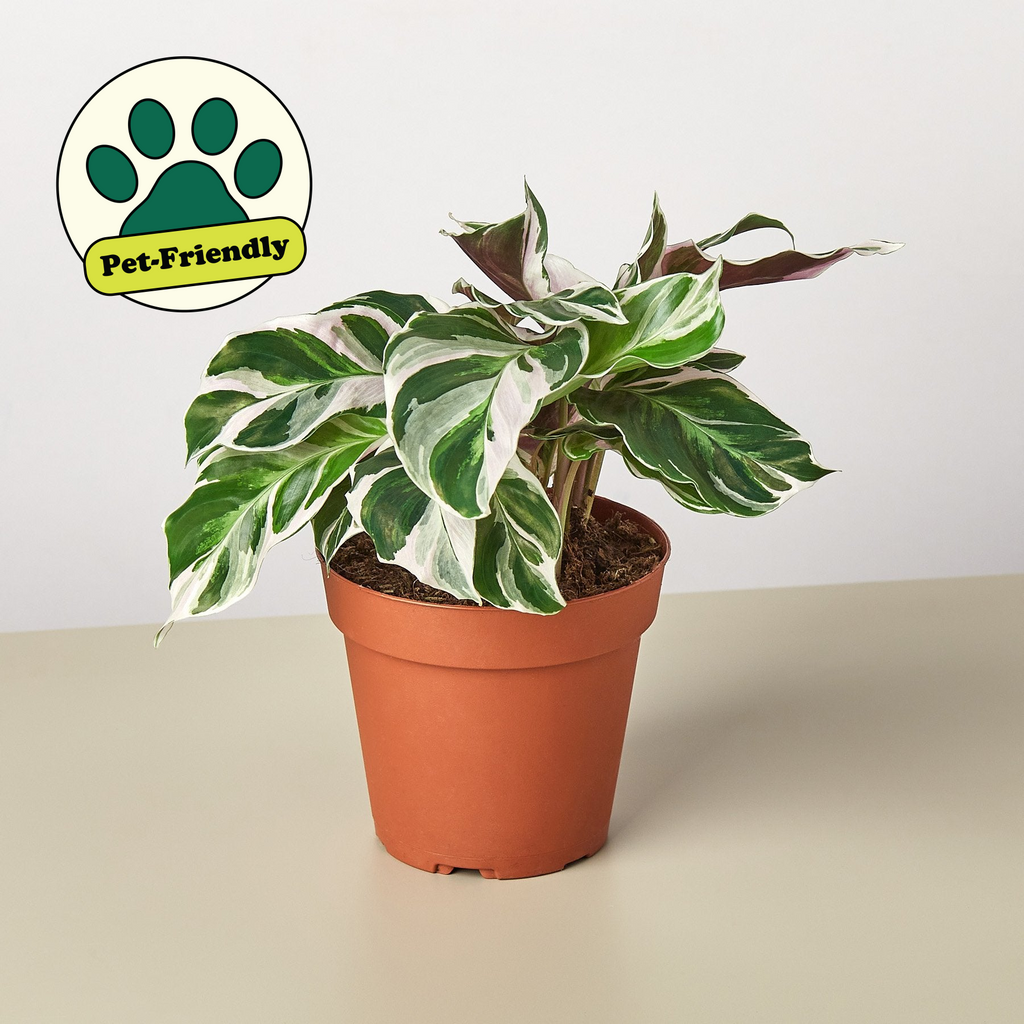 Calathea 'White Fusion' | Indoor Plant | Tropical Plant | Potted Plant