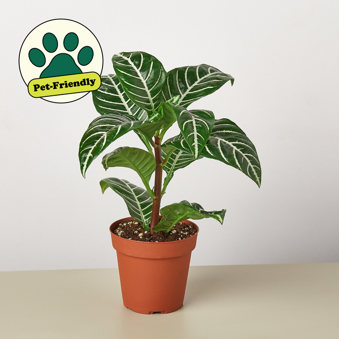 is zebra plant an indoor plant Zebra 'Aphelandra'