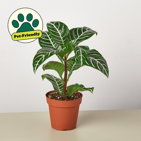 zebra plant indoor care Zebra 'Aphelandra'
