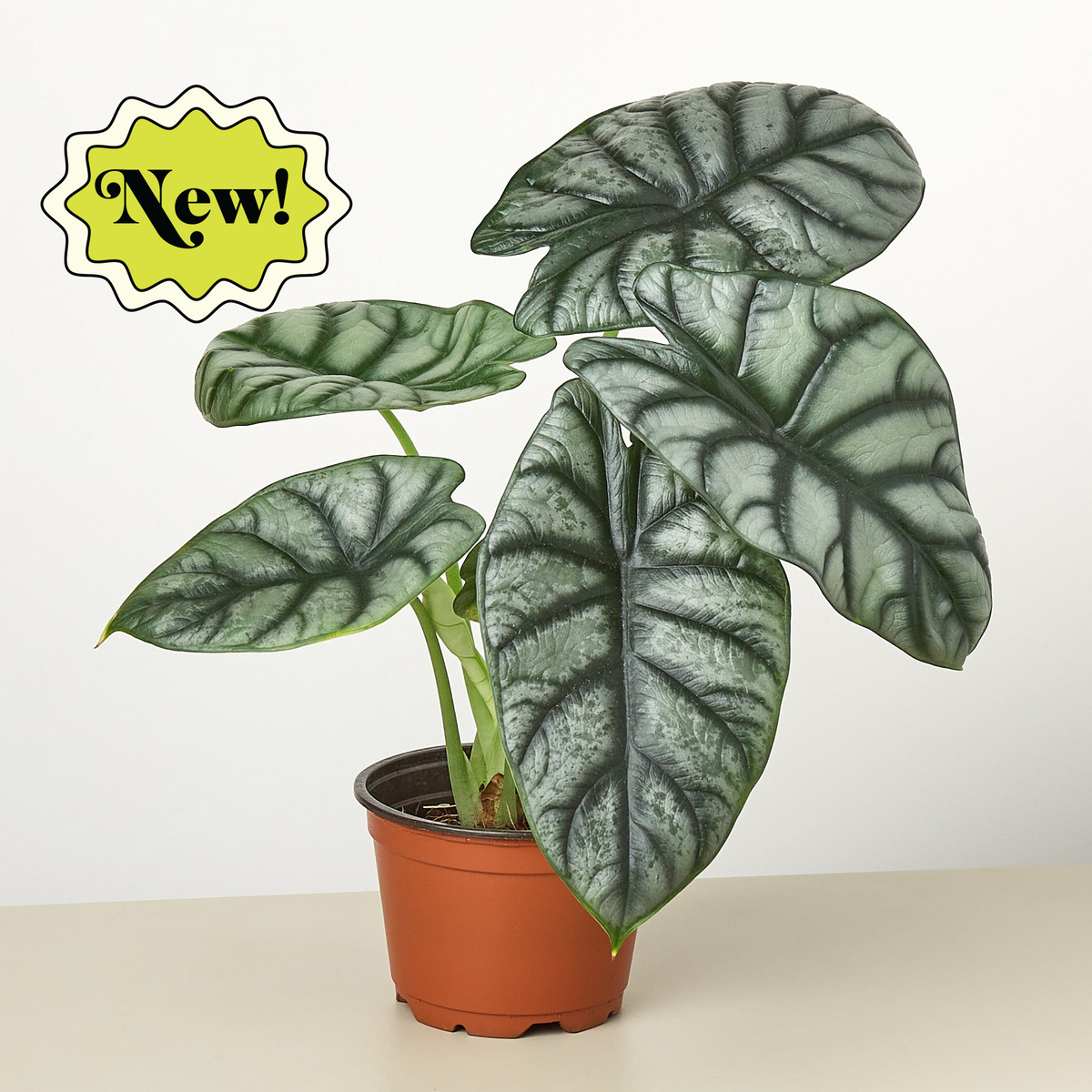 Alocasia 'Silver Dragon' | Indoor Plant | Tropical Plant | Potted Plant
