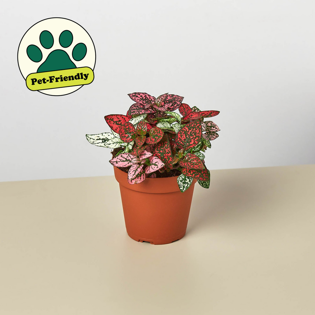 polka dot plant indoor care Hypoestes 'Polka Dot' | Indoor Plant | Tropical Plant | Potted Plant