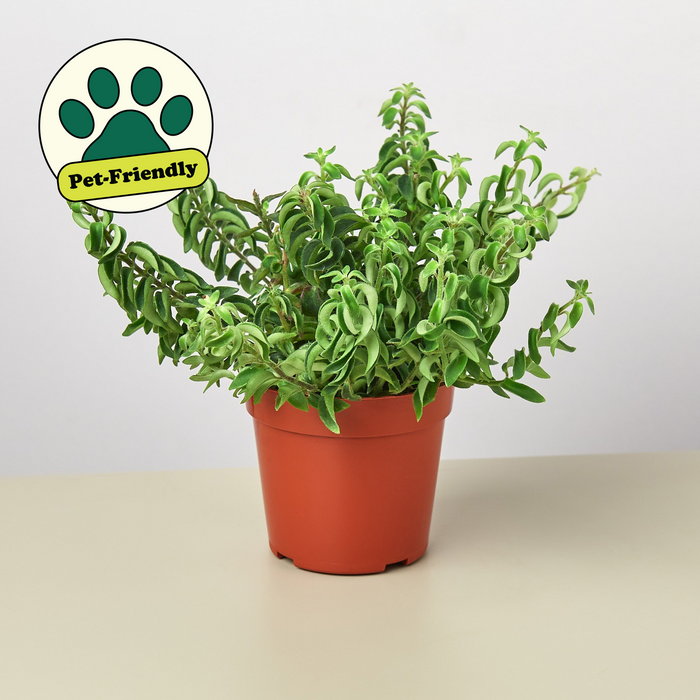 house plants with curly leaves Curly Lipstick Plant | Indoor Plant | Tropical Plant | Potted Plant