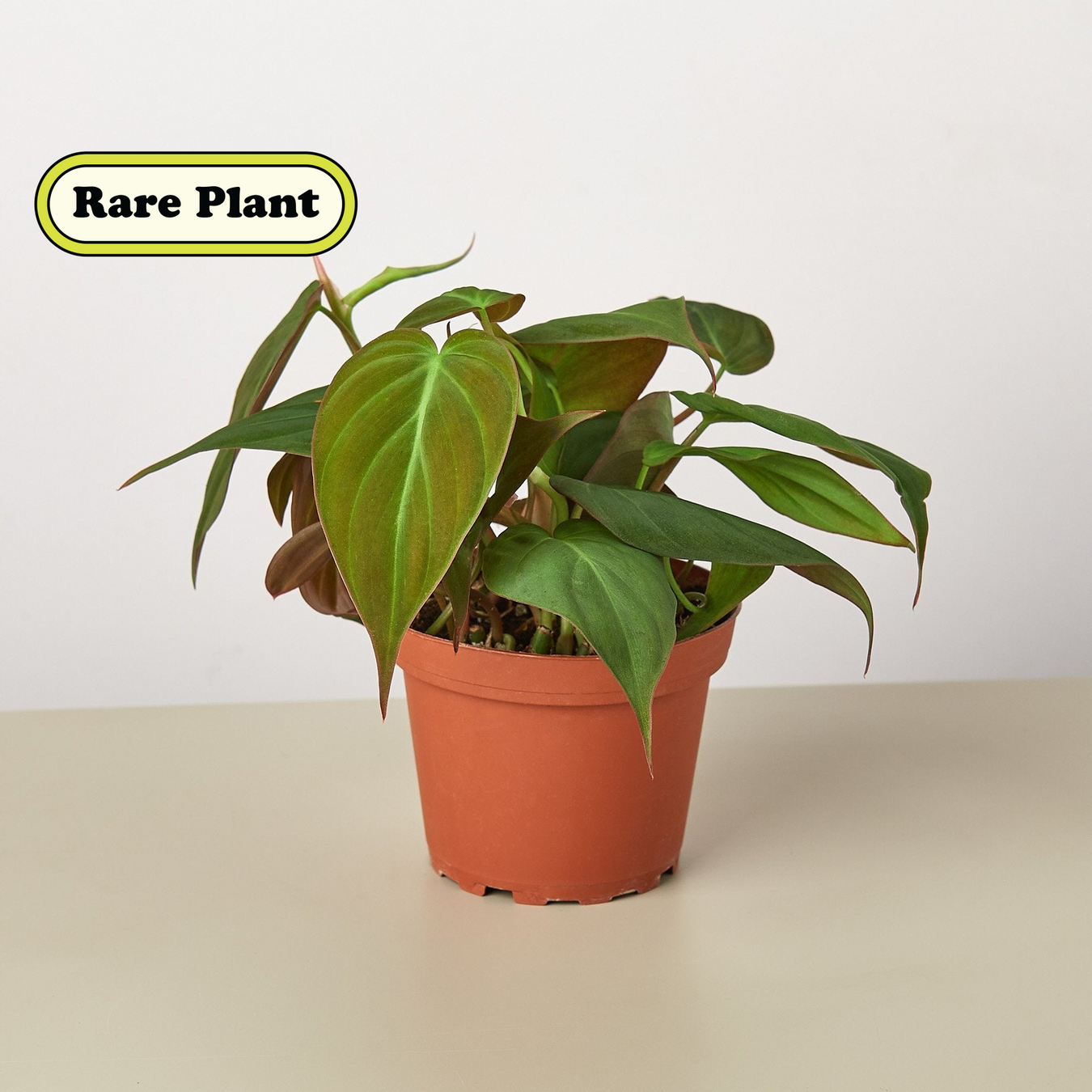 Philodendron Plants