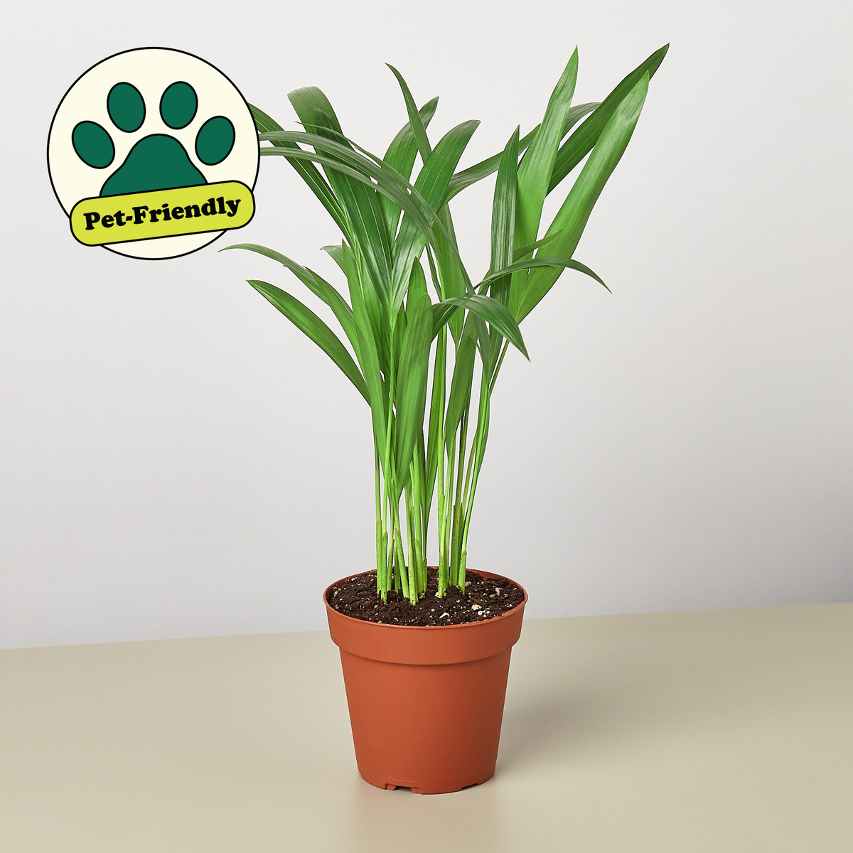 palmas arecas Areca Palm | Indoor Plant | Tropical Plant | Potted Plant