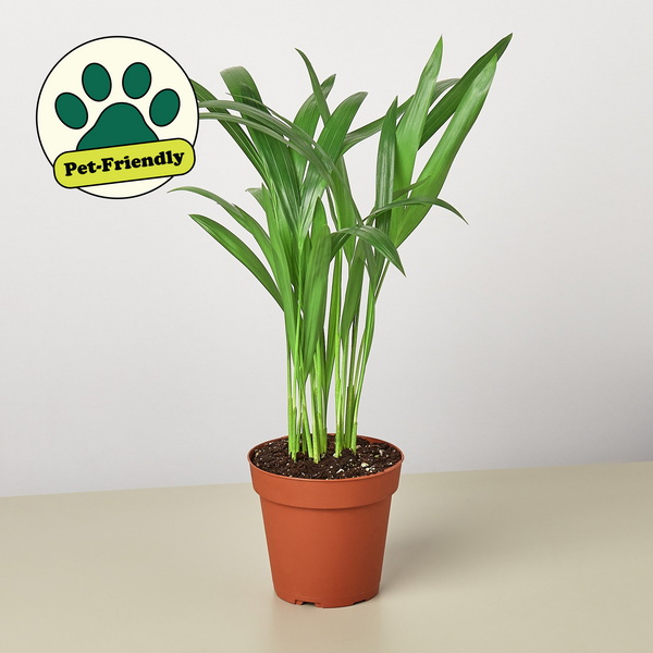 palma areca grande Areca Palm | Indoor Plant | Tropical Plant | Potted Plant