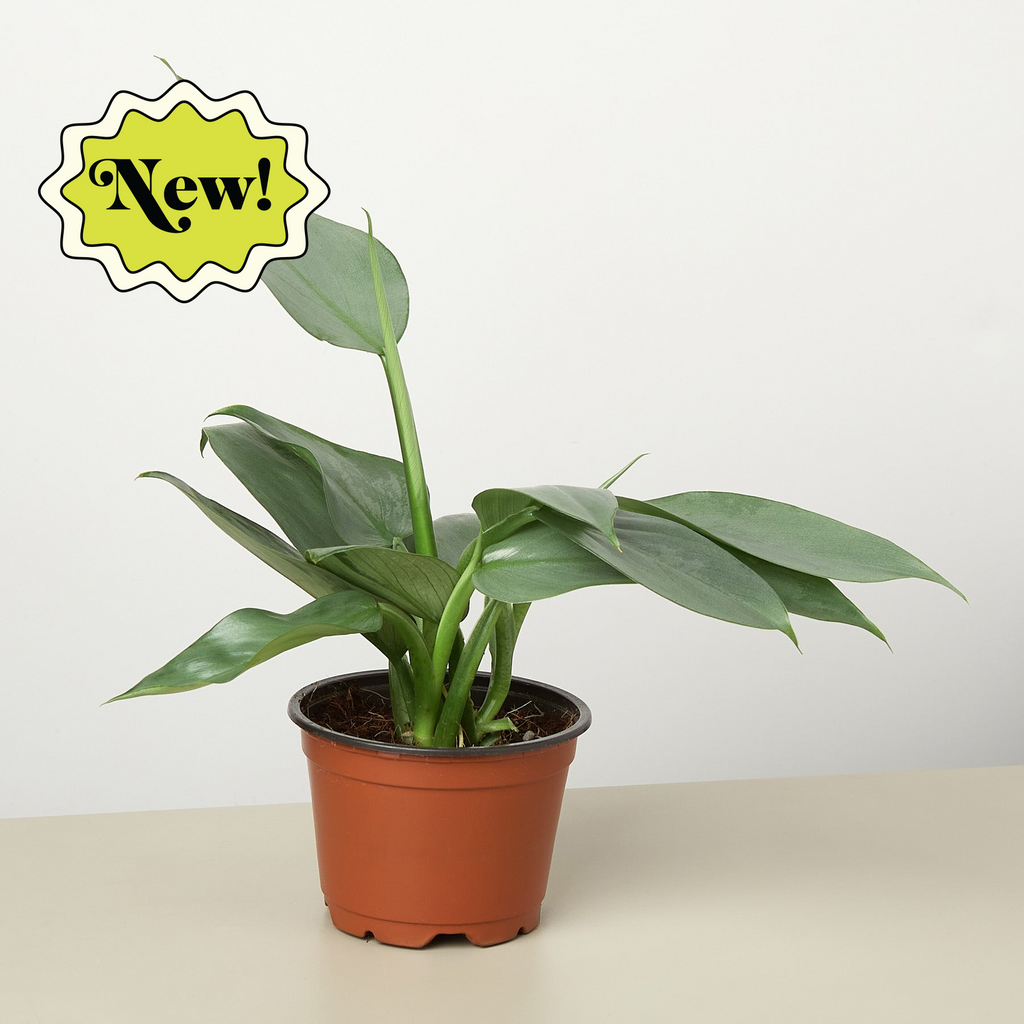 silver sword plant philodendron Philodendron 'Silver Sword' | Indoor Plant | Tropical Plant | Potted Plant