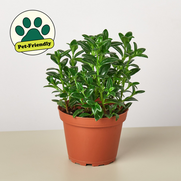 【超マニア向け】Pothos aff.remotiflorus【ジメジメ系】① Nemetanthus Candy Corn Plant 'Brazilian Firecracker' | Indoor