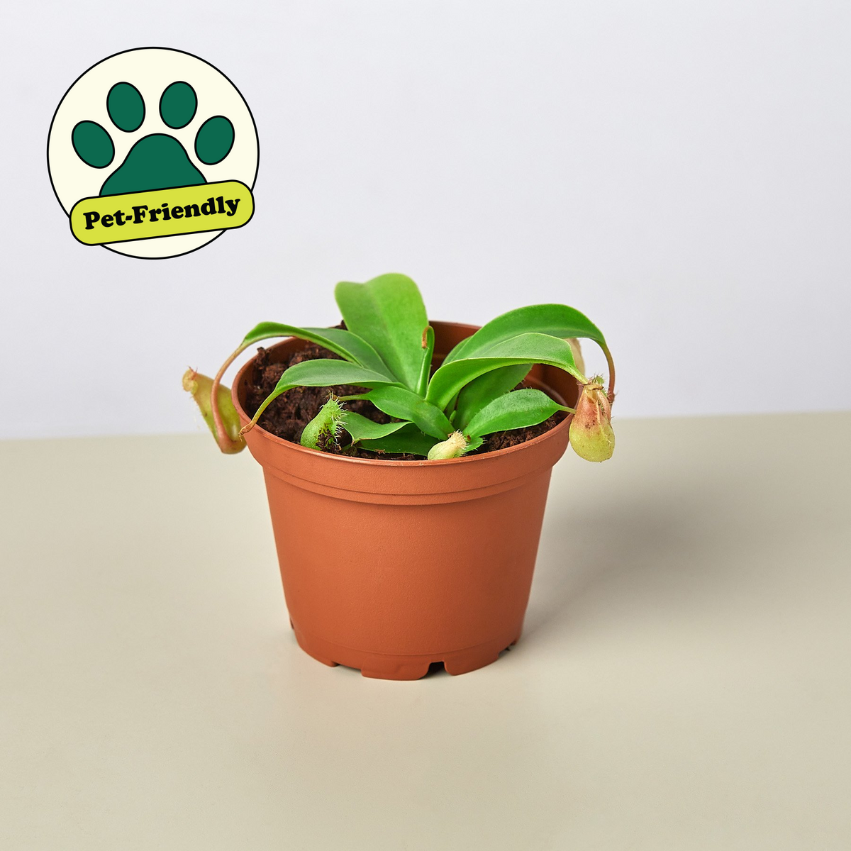 Carnivorous 'Monkey Cup' Plant | Indoor Plant | Tropical Plant