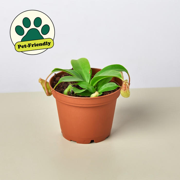monkey house plant Carnivorous 'Monkey Cup' Plant