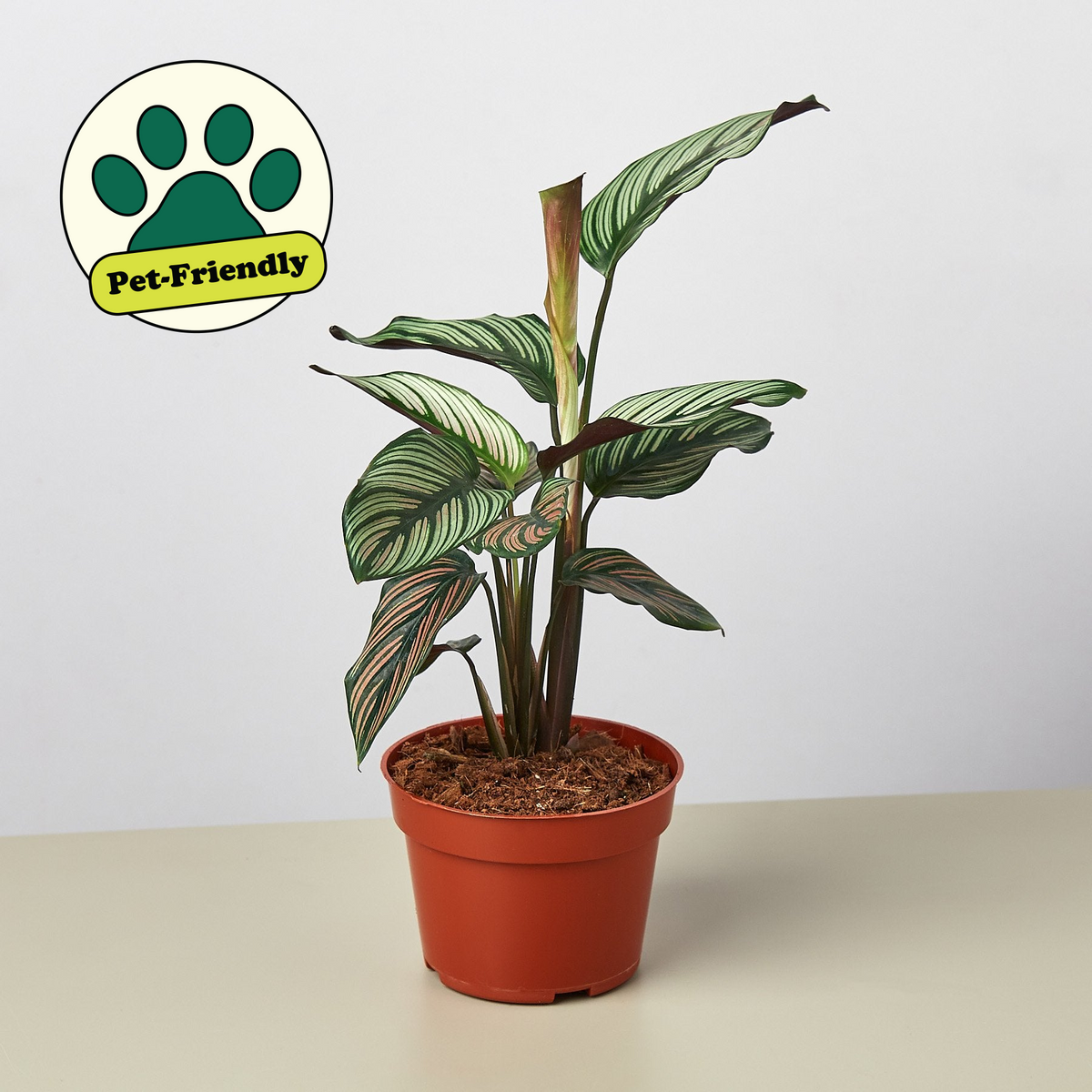 Calathea 'White Star' - 4