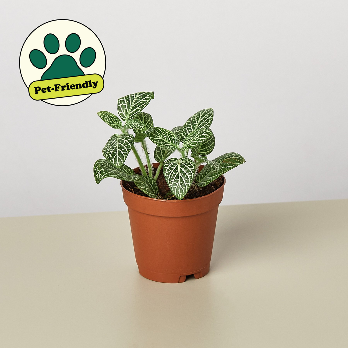 indoor fittonia plant Fittonia White | Indoor Plant | Tropical Plant | Potted Plant