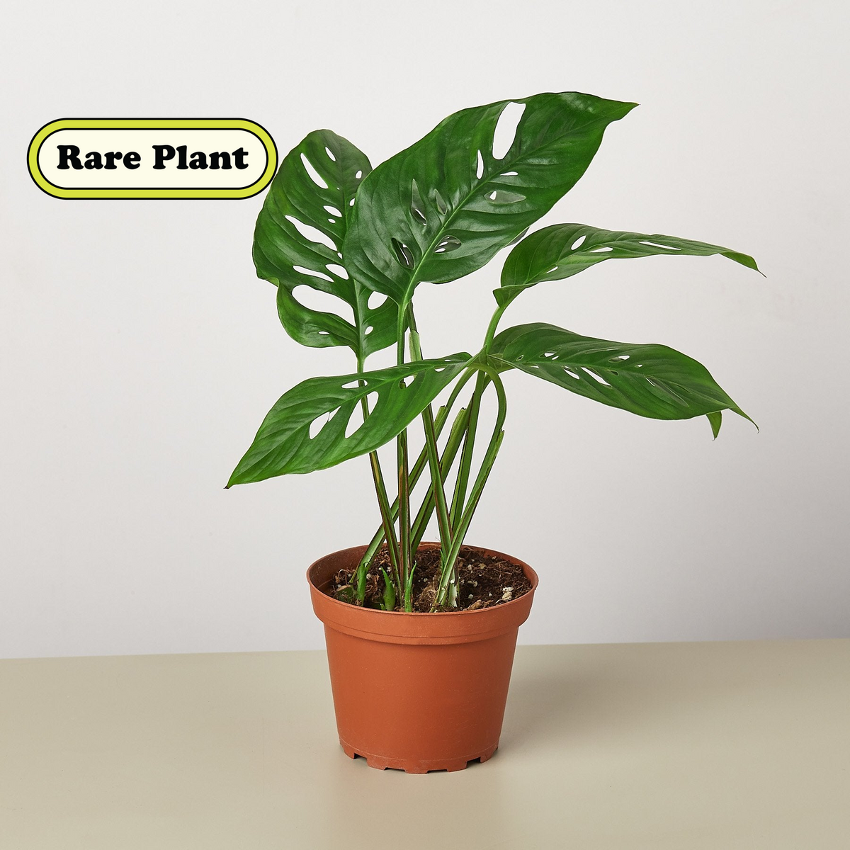 Monstera Adansonii 'Swiss Cheese' | Indoor Plant | Tropical Plant | Monstera  Adansonii | Potted Plant