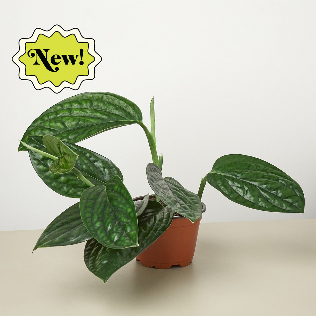 house plants from peru Monstera 'Peru' | Indoor Plant | Tropical Plant | Potted Plant