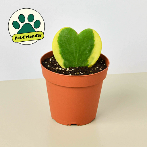 heart leaf succulent Hoya 'Sweetheart Variegated' | Indoor Plant | Tropical Plant | Potted Plant