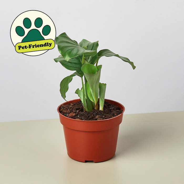 calathea orbifolia indoor plant Calathea 'Orbifolia'