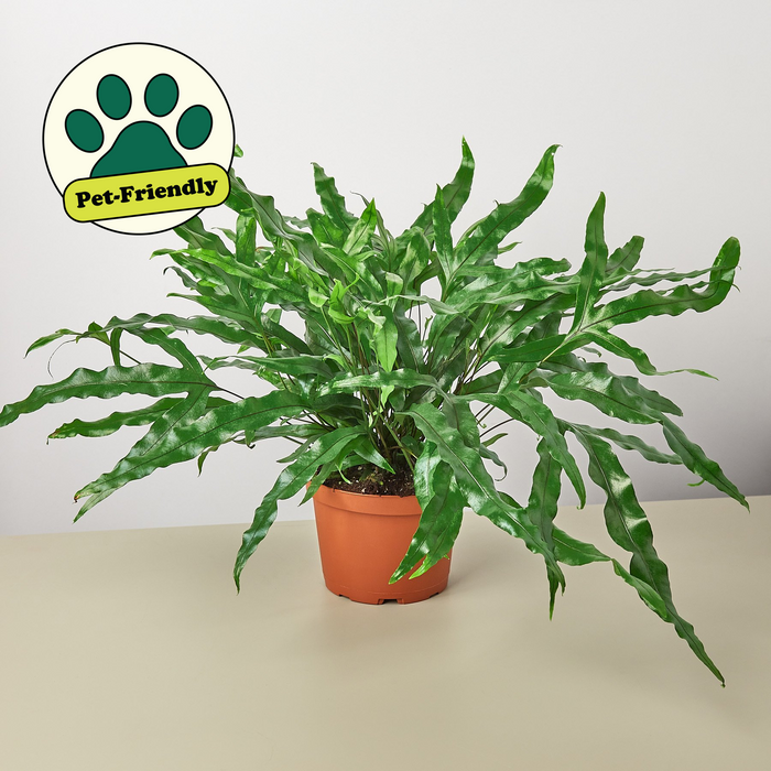 kangaroo paw indoor plant care Fern 'Kangaroo Paw'