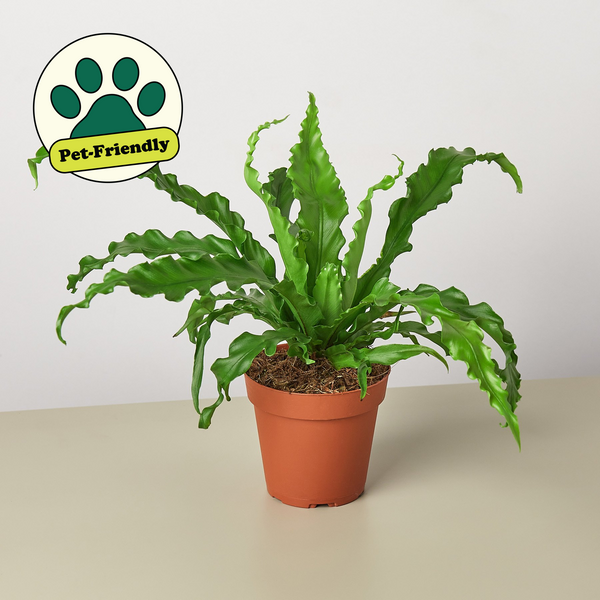 bird's nest fern vase life Bird‚Äôs Nest 'Victoria' Fern | Indoor Plant | Tropical Plant | Potted Plant