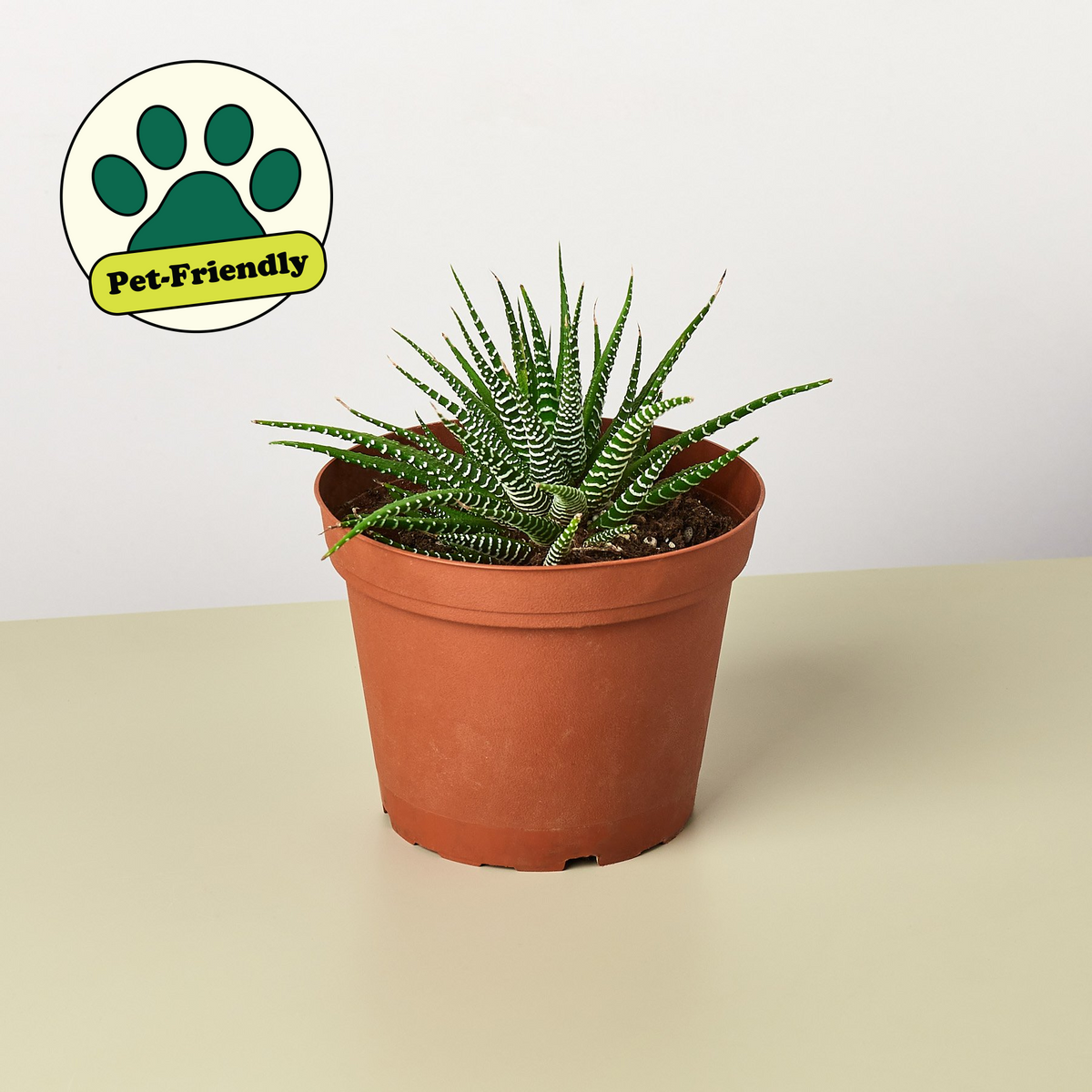 zebra succulents Zebra Succulent | Indoor Plant | Tropical Plant | Potted Plant