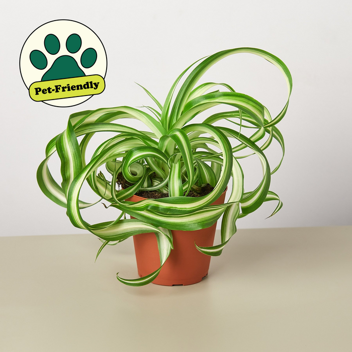 spider plant pet Spider Plant 'Bonnie' | Indoor Plant | Tropical Plant | Potted Plant